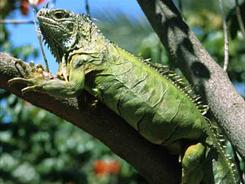 Iguana Iguana